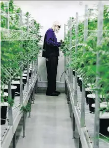  ?? CP PHOTO ?? A Canopy employee tends to some pot plants in the marijuana producer’s Tweed site in Smiths Falls, Ont. The federal government is reviewing the merits of a proposed deal between Canopy and Victor, N.Y.-based Constellat­ion “based on the overall economic benefit for Canada.”