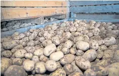  ??  ?? Potato businesses backed abolishing the statutory levy.