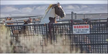  ?? CAROL WALKER — COURTESY PHOTOS ?? While Colorado BLM agents continuall­y assure us of their commitment to “humane handling and treatment of wild horses and burros” in the wild and off the range, the spectacle of these chaotic exercises in “management” and documented results tell another story.