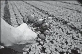  ?? [FABRIZIO COSTANTINI/THE NEW YORK TIMES] ?? Radishes at Wiers Farm in Willard, Ohio, a major producer of radishes, peppers, cucumbers and leafy greens. For years, growers here have been dependent on migrant laborers to do the work locals shy away from; last year, a shortage of workers meant...