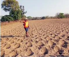  ?? ?? Ms Blantina Munyanyi, a beneficiar­y of the Red Cross Climate Smart Agricultur­e training in her Pfumvudza plot in Ganye Village, Gokwe, recently. — Picture: Columbus Mabika