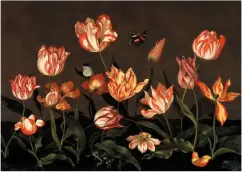  ??  ?? A still life painting, in oil on wood, by the early 17th century Dutch artist Johannes Bosschaert, captures the fine detail of heritage tulips; once the only way to enjoy these rare beauties.