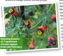  ??  ?? Stunning flowers of Tropaeolum tricolor appear from late February
