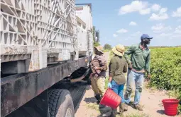  ?? CODY JACKSON/AP ?? Workers load a truck with tomatoes March 24 at a farm in Delray Beach, Fla. In some states, farmworker­s are not in the priority groups authorized to receive vaccines.