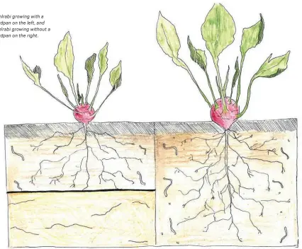  ?? ?? Kohlrabi growing with a hardpan on the left, and kohlrabi growing without a hardpan on the right.