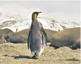  ??  ?? A penguin in South Georgia, one of the seven British overseas territorie­s affected