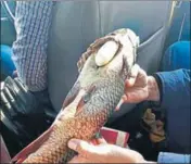  ??  ?? The accused was arrested with drugs concealed inside the dead fish on the JagraonMog­a highway on Monday. HT PHOTO