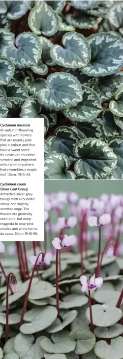  ??  ?? Cyclamen mirabile
An autumn-flowering species with flowers that are usually pale pink in colour and that have a sweet scent.
Its leaves are rounded, serrated and imprinted with a frosted pattern that resembles a maple leaf. 10cm. RHS H4.
Cyclamen coum
Silver Leaf Group Attractive silver-grey foliage with a rounded shape and slightly serrated edge. The flowers are generally shell-pink, but deepmagent­a to rose-pink shades and white forms do occur. 10cm. RHS H5.