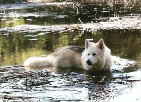  ?? FOTO: LENA RENBERG ?? SVALKANDE DOPP.
Hunden Valle Varg älskar att bada och simma.