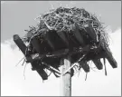  ??  ?? Many locals will recognize this nest platform with knapweed.