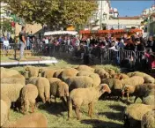  ?? Pendant deux jours,  moutons feront la joie des enfants place Foch. (Photo I.V.) ??