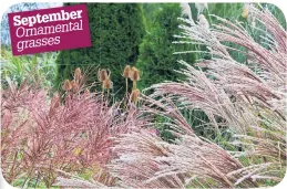  ?? ?? September Ornamental grasses