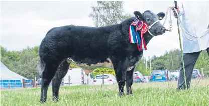  ??  ?? The sale champion, Blue Magoo, was shown by Brian Harper from Greenwells, Falkirk, and sold for £2,400.