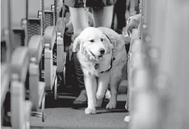  ?? Associated Press file ?? A service dog strolls through an airplane’s aisle during a training exercise last year. Delta Air Lines says it will require owners of service and support animals to provide more informatio­n to make it tougher for animals with bad behavior to make...