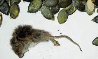  ??  ?? Analizzato La carcassa del topolino. L’animale sarà analizzato nei laboratori del Muse