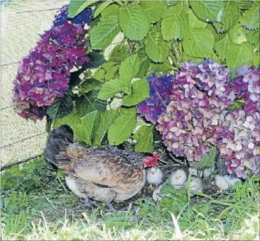  ??  ?? Training: Mrs Speckles shows her brood how to search for bugs beneath a hydrangea bush.