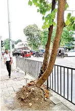  ?? ?? A tree photograph­ed on Union Place in Colombo in January 2020 with its roots exposed and soil piled up near the trunk