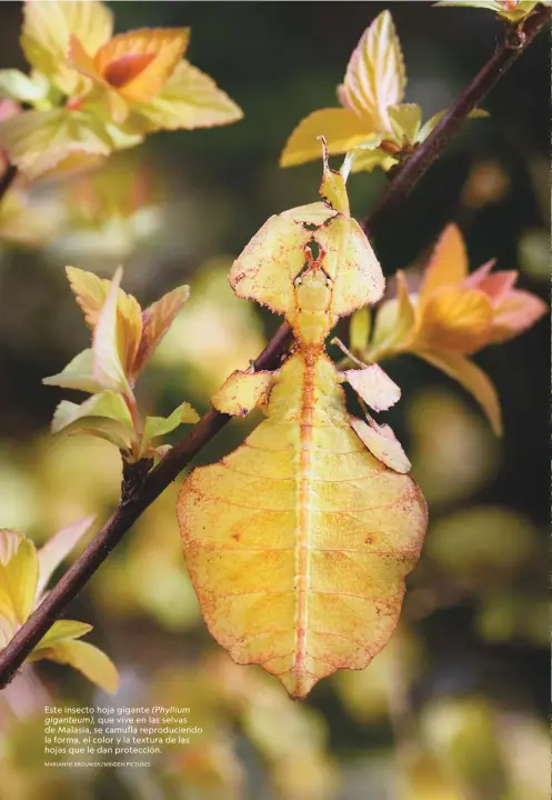  ?? MARIANNE BROUWER/MINDEN PICTURES ?? Este insecto hoja gigante (Phyllium giganteum), que vive en las selvas de Malasia, se camufla reproducie­ndo la forma, el color y la textura de las hojas que le dan protección.