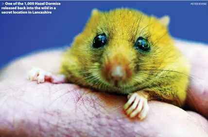  ?? PETER BYRNE ?? > One of the 1,000 Hazel Dormice released back into the wild in a secret location in Lancashire