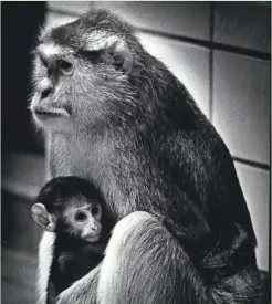  ?? JOHN E. BIEVER / MILWAUKEE JOURNAL ?? Small Silence, a baby patas monkey, clings to his mother at the Milwaukee County Zoo. This photo was published in the April 13, 1978, Green Sheet section of The Milwaukee Journal.