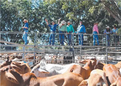  ?? Picture: ANDREA FALVO ?? FINE BALANCE: The weather will determine yardings through the Mareeba Saleyards.