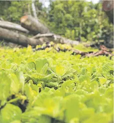  ??  ?? La selva alberga cerca de 12,000 especies de árboles conocidas y muchas más que aún no han sido descubiert­as.