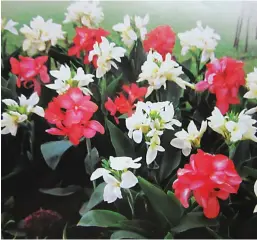  ??  ?? POSSIBLE MONEY-MAKER FOR NURSERY PEOPLE – Five new hybrid varieties of Canna, a colorful flowering plant, are being introduced in the market by a major seed company. These come in colors of red, rose, salmon, yellow and white. Three of them are dwarf...