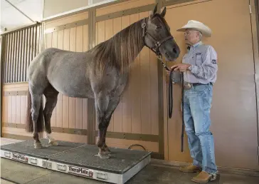 ??  ?? TheraPlate can provide supplement­al therapy for a show horse at home, but it really comes down to three pillars: fitness, nutrition, and a sanitary barn.