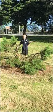  ??  ?? Darnum resident Sean Mills, aged 10, is hoping the person behind the theft of a Christmas tree from Main Street, Darnum is on Santa’s naughty list this Christmas.