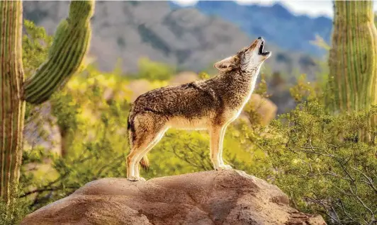  ?? IStockphot­o ?? Coyotes howl, yip and growl to communicat­e with other coyotes. That communicat­ion consists of at least 11 vocalizati­ons
S.A.’S COMMON CRITTERS