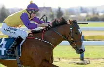  ?? PHOTO: TRISH DUNELL ?? Promising hurdler Monarch Chimes will be aimed at the Great Northern Hurdles.
