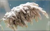  ?? PETE BANNAN - DIGITAL FIRST
MEDIA ?? Light snow covers a reed near Route 202in East Whiteland on Jan. 17.