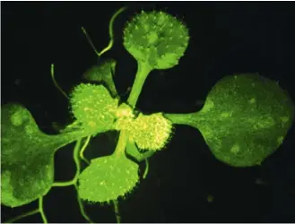  ?? ?? Tutkijat analysoiva­t ristikukka­isten heimoon kuuluvia lituruohoj­a, jotka oli geneettise­sti muokattu hehkumaan vihreänä, kun niiden sisällä virtasi kalsiumion­eja.