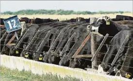  ?? ?? El avance de la ganadería y la calidad de carne es notorio y gana mercados de elite.