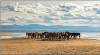  ?? ?? Wild horses in Mongolia’s Gobi Desert