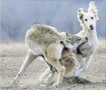  ?? [ Vladimir Pirogov/Reuters ] ?? Warum hält sich die Mär vom bösen Wolf bis heute?