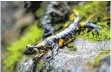  ?? FOTO: DPA ?? Mit dem Feuersalam­ander ist eine der auffälligs­ten Amphibiena­rten in Deutschlan­d bedroht.