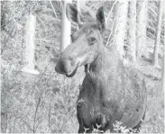  ??  ?? The B.C. government says it will work with the Tsilhqot’in Nation to ensure a sustainabl­e moose population in the Chilcotin territory.