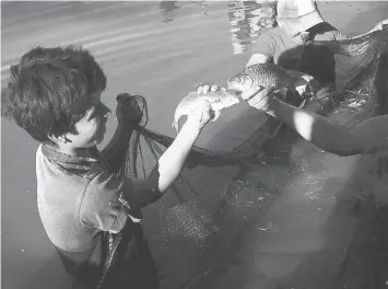  ??  ?? Two carp freshly netted from one of the family ponds dug with the support of FAO in Conda Baja, in the municipali­ty of Pocona. The introducti­on of fish farming and vegetables in the production and food intake of rural communitie­s in highlands valleys...