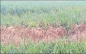  ?? HT PHOTO ?? A paddy field in Karnal. Agricultur­e department officials say that the crop loss will not be covered under the Pradhan Mantri Crop Insurance scheme.