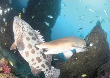  ?? PICTURE: ALLEN WALKER ?? BACK OFF: This young female raggie finally snapped and fought back when a big potato bass kept pushing her around, and Allen Walker was there to capture the moment.