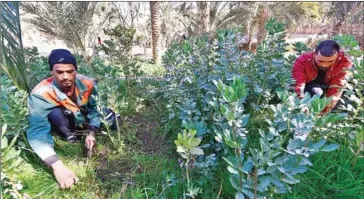  ?? AFP ?? Employees cultivate the Dar Hi Hotel’s vegetable garden amidst palm trees in the remote Nefta oasis on February 12. Tunisia’s desert was exhausted by decades of wasteful water use for agricultur­e.