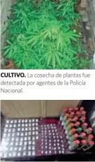  ??  ?? CULTIVO. La cosecha de plantas fue detectada por agentes de la Policía Nacional.