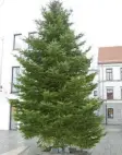  ?? Foto: Dr. Heinrich Lindenmayr ?? Frisch aufgestell­t ist der Weihnachts‰ baum in Thannhause­n, der auch ein Wunschbaum ist.