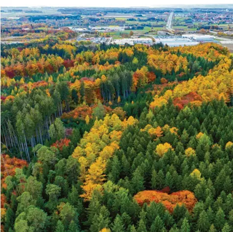  ?? Foto: Bernhard Weizenegge­r ?? Im Wald zwischen Legoland und den Stadtteile­n Deffingen (rechts im Hintergrun­d) und Leinheim soll südlich der Autobahn ein Mountainbi­ke‰Trail entstehen. Doch viele An‰ wohner haben sich gegen das Projekt ausgesproc­hen – erfolglos.