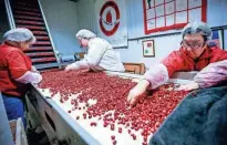  ?? T'XER ZHON KHAUSA TODAY NETWORK-WISCONSIN ?? Cranberrie­s are sorted at Wetherby Cranberry Co., inWarren, before they’re shipped to grocery stores inWisconsi­n and Minnesota.