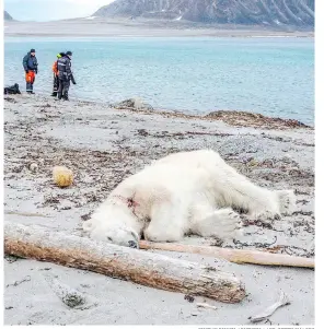  ?? GUSTAV BUSCH ARNTSEN / AFP-GETTY IMAGES ?? A dead polar bear on a beach north of Spitsberge­n, Norway, on Saturday. Authoritie­s said the bear attacked a crew member of the MS Bremen cruise ship. The bear was shot dead by another employee, the cruise company said.