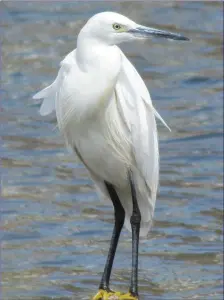  ??  ?? The pure white Little Egret is tall, slim and elegant and has long black legs.