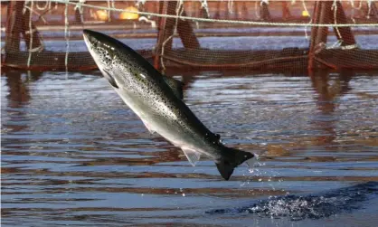  ?? Photograph: Robert F Bukaty/AP ?? Salmon chosen by so-called hatcheries are generally the same – they are selected for fast growth but are largely devoid of the special survival skills embodied by wild stock.