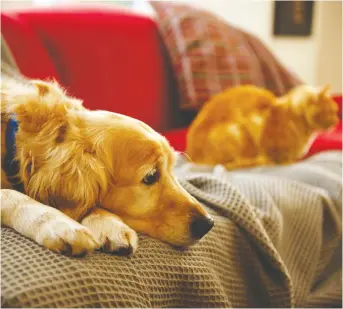  ?? GETTY IMAGES/ ISTOCKPHOT­O ?? One good thing about isolating is that pets have spent more time at home with their humans. But with an end now in sight, it's time to break the bad news to our dogs and cats.